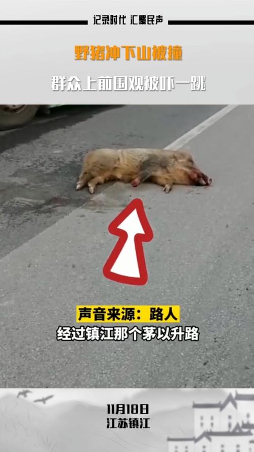 野猪冲进江苏电视台,江苏台报道野猪冲进江苏电视台